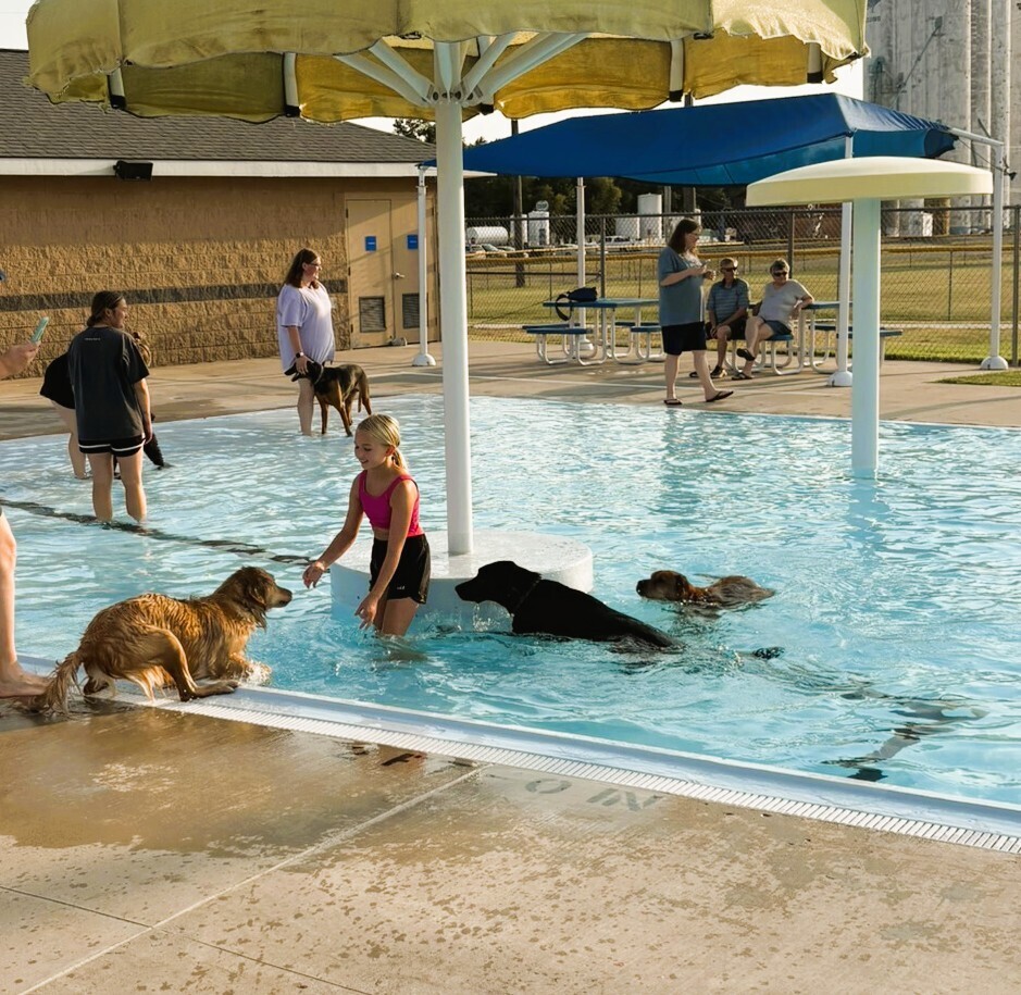 dog jumping in pool, other dogs swimming