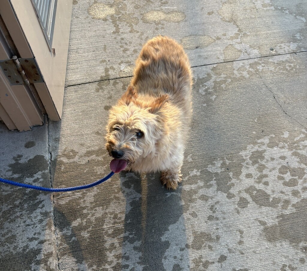 light brown small dog at pool