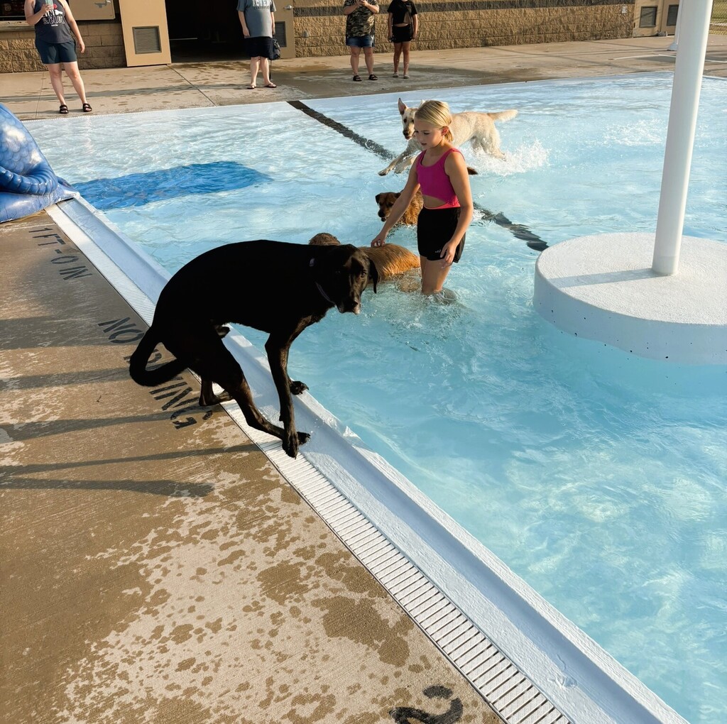 black dog standing on edge of pool while other dogs swim