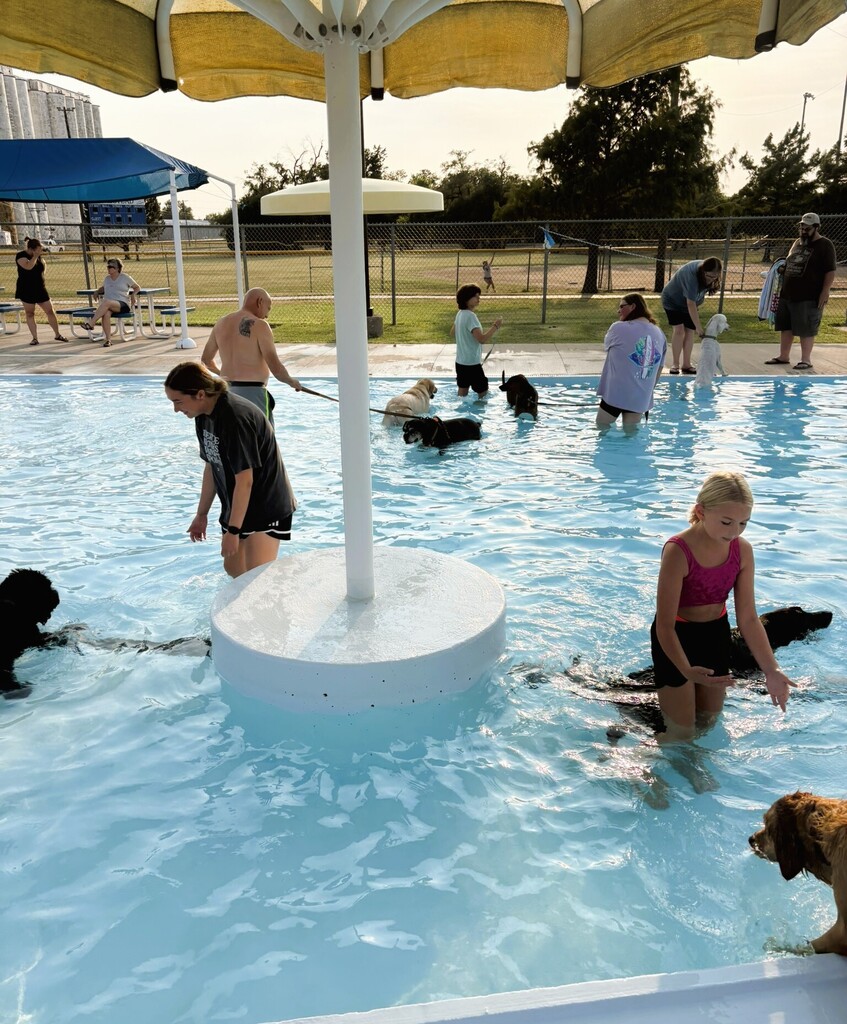 dogs running around in pool with their owners