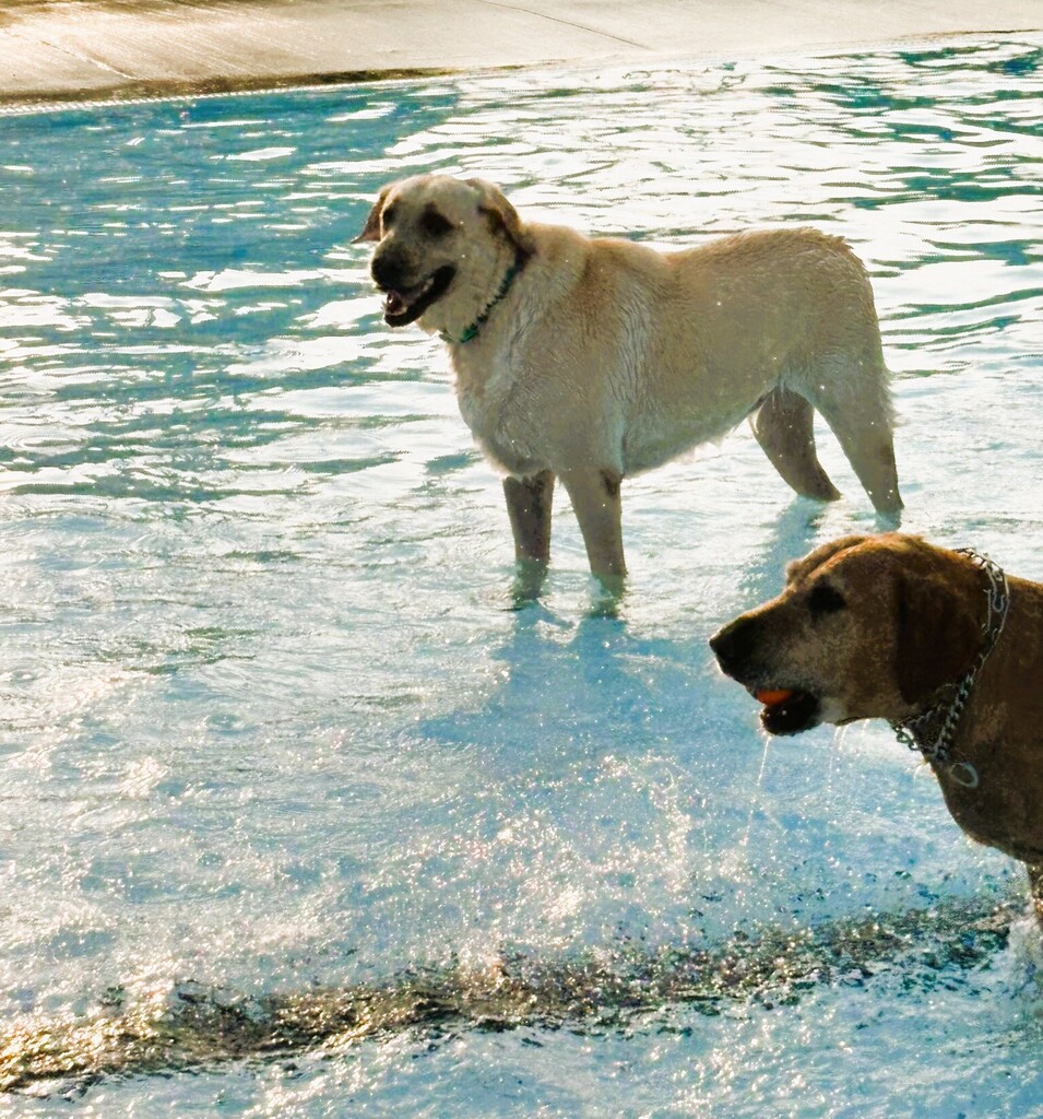 two dogs standing in the pool 