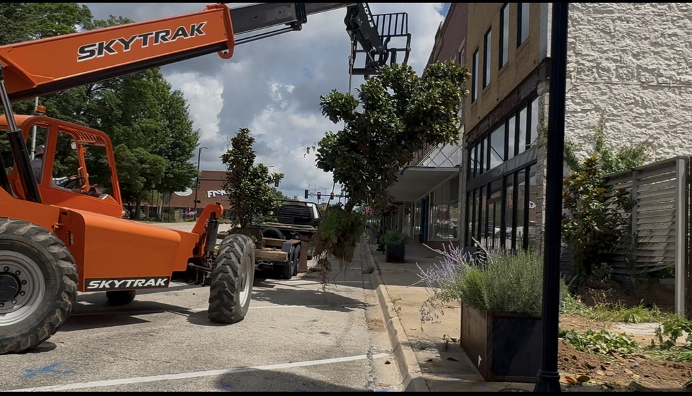 Lions Den tree replanting