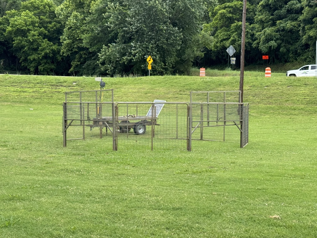 Remotely operated  wild pig trap