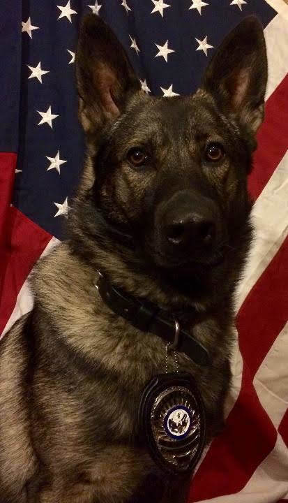 K9 Jerry