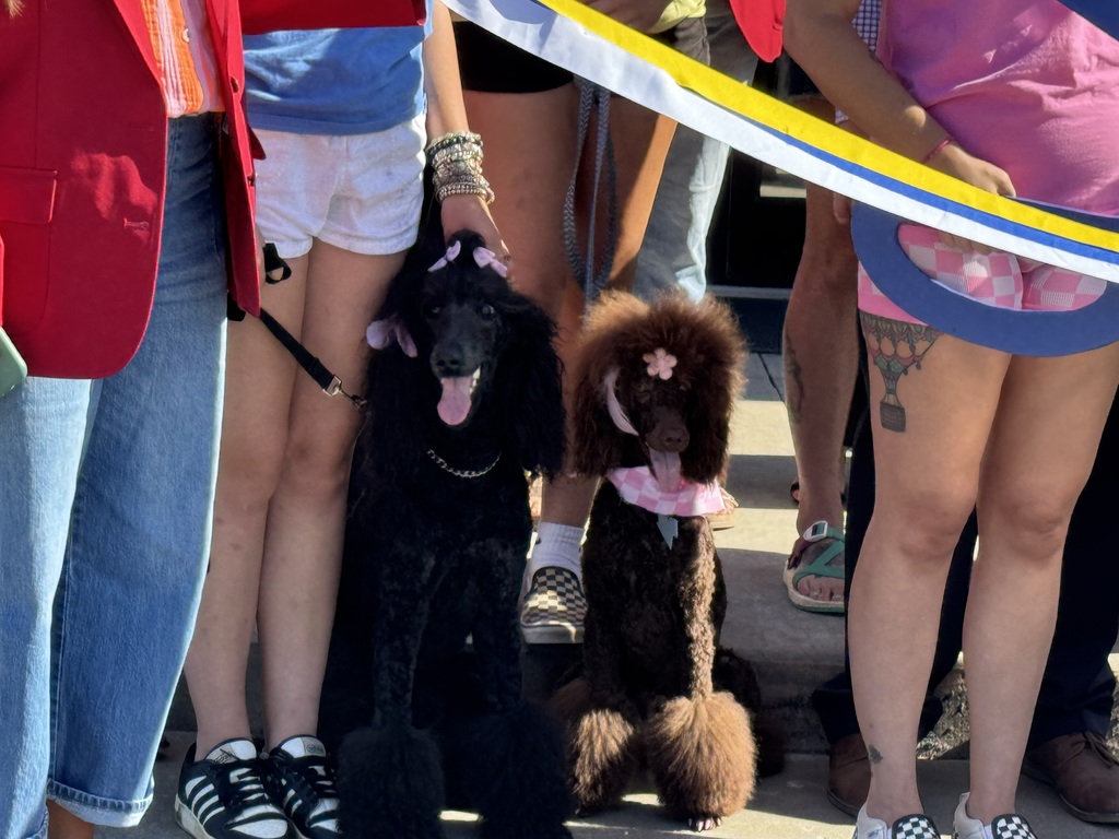 Two dogs smiling