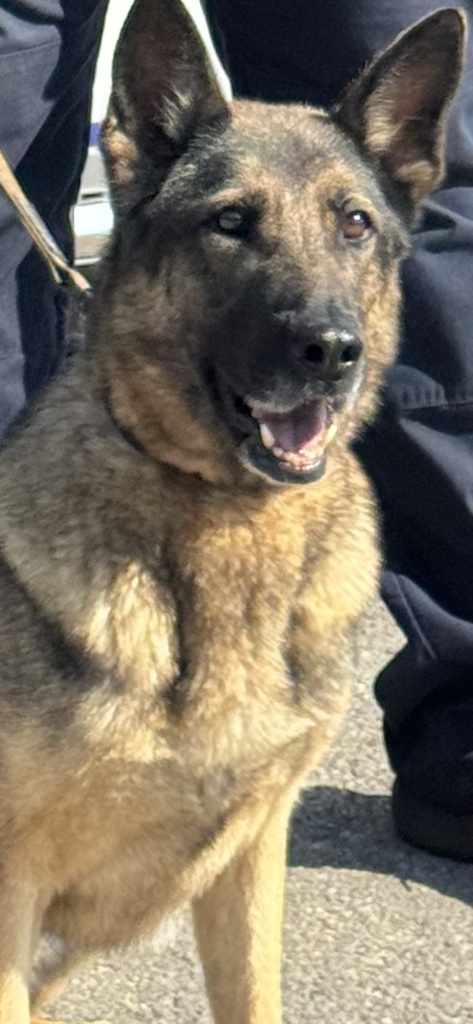 K9 Officer, Jessie