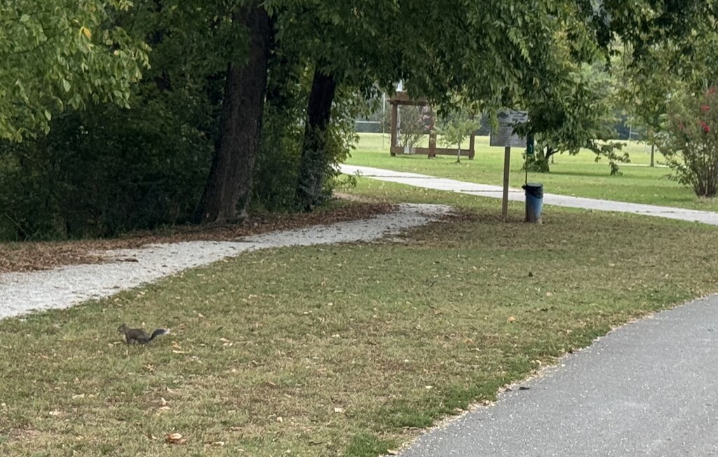 Squirrel Activity