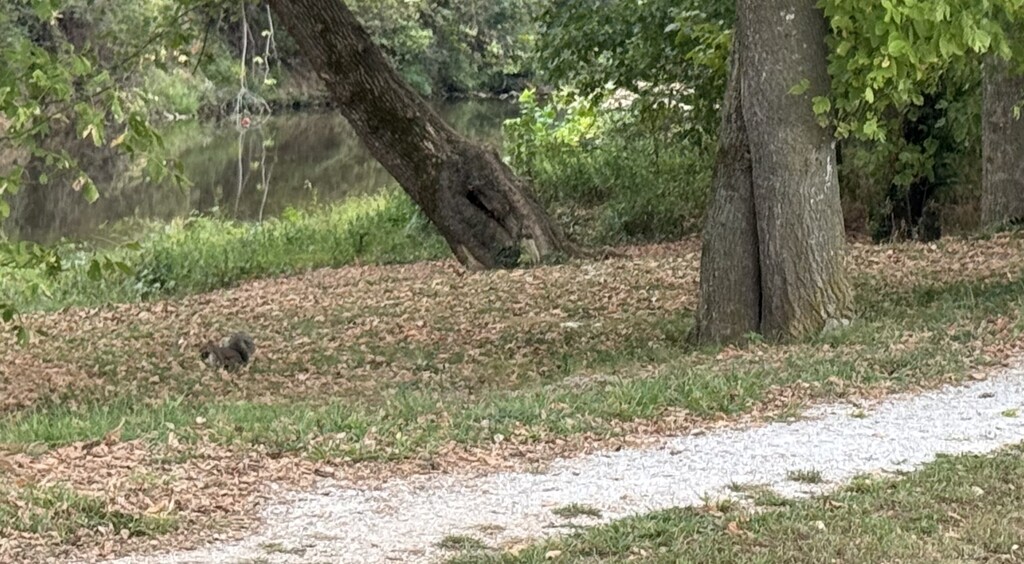 Squirrel Activity