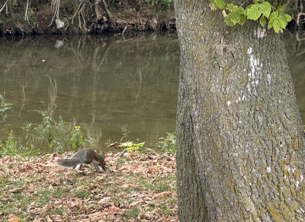 Squirrel Activity