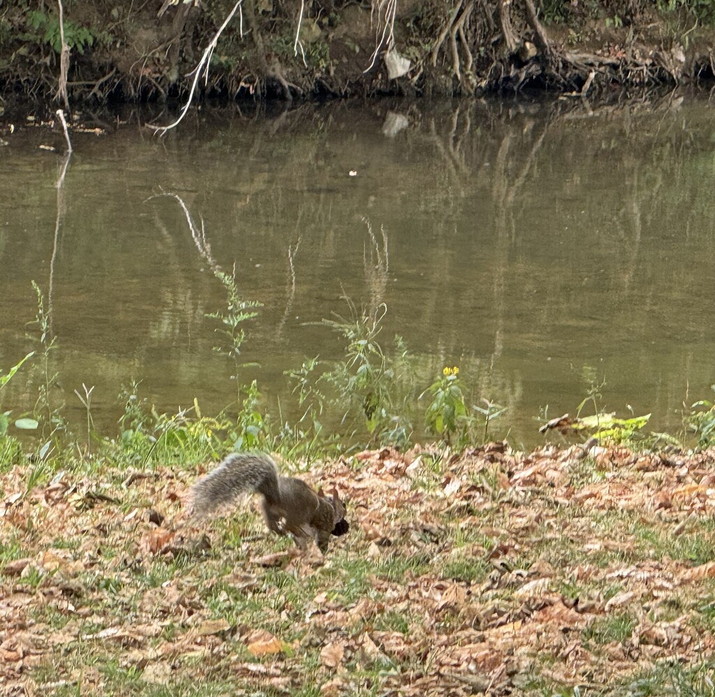 Squirrel Activity
