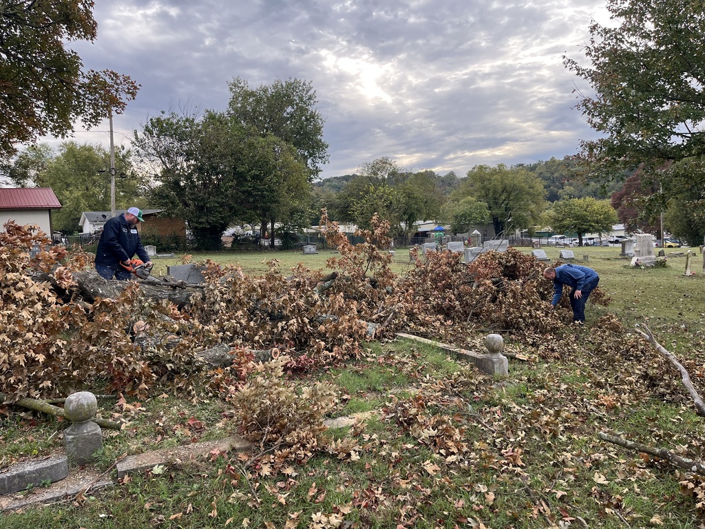 tree clean up