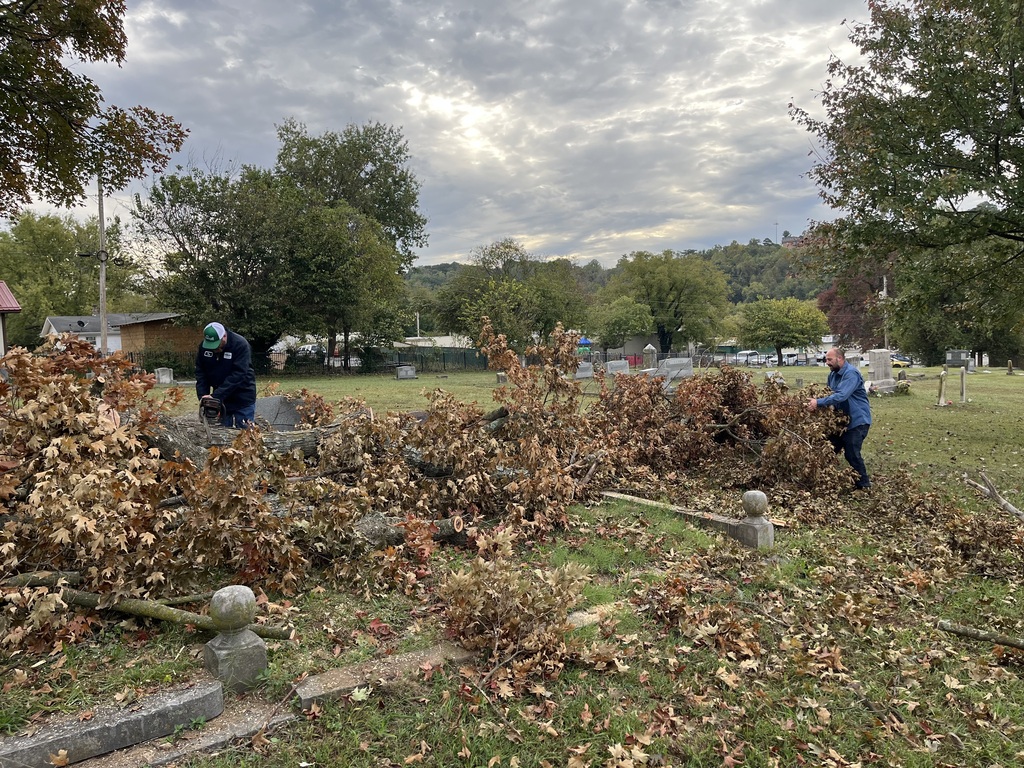 Tree clean up