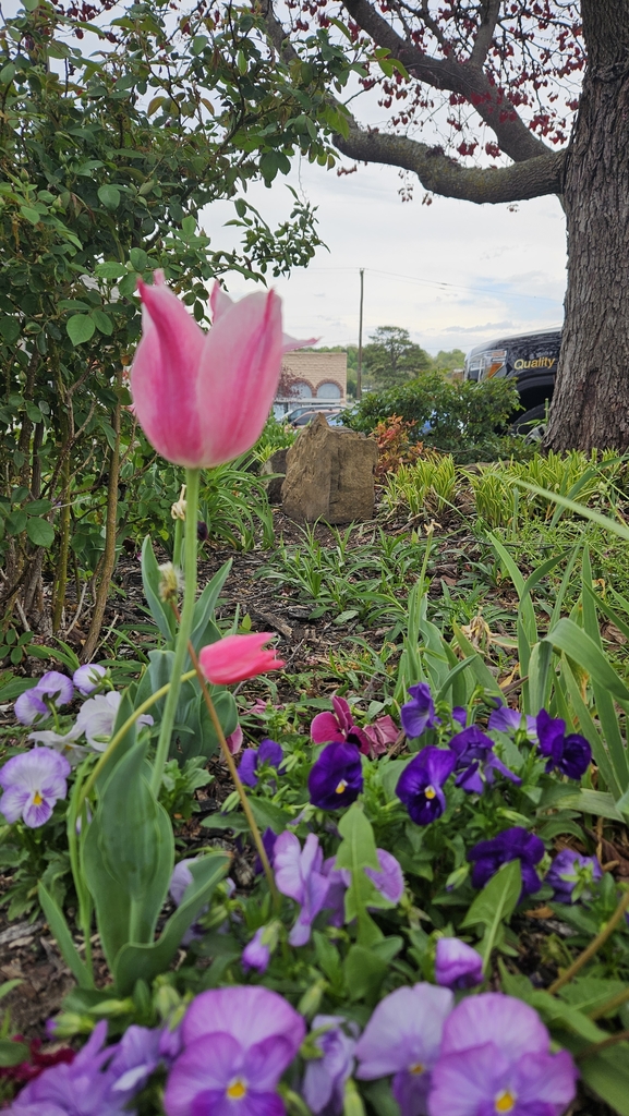 Tulip on Polk Square.