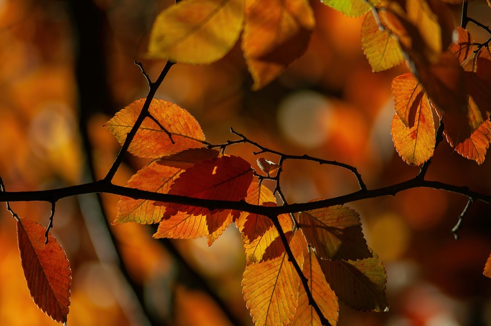 fall leaves