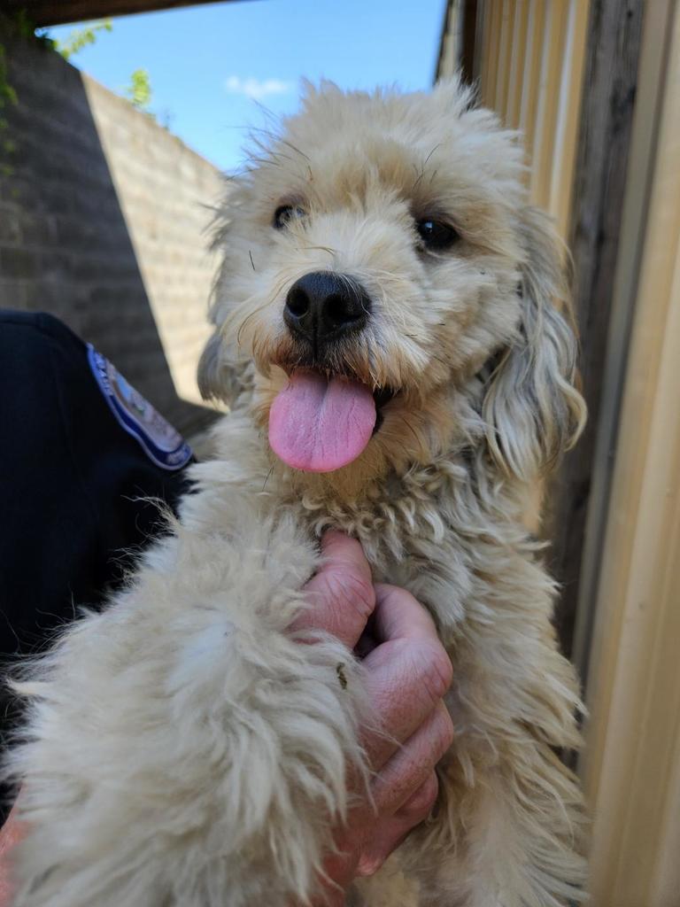labradoodle up for adoption