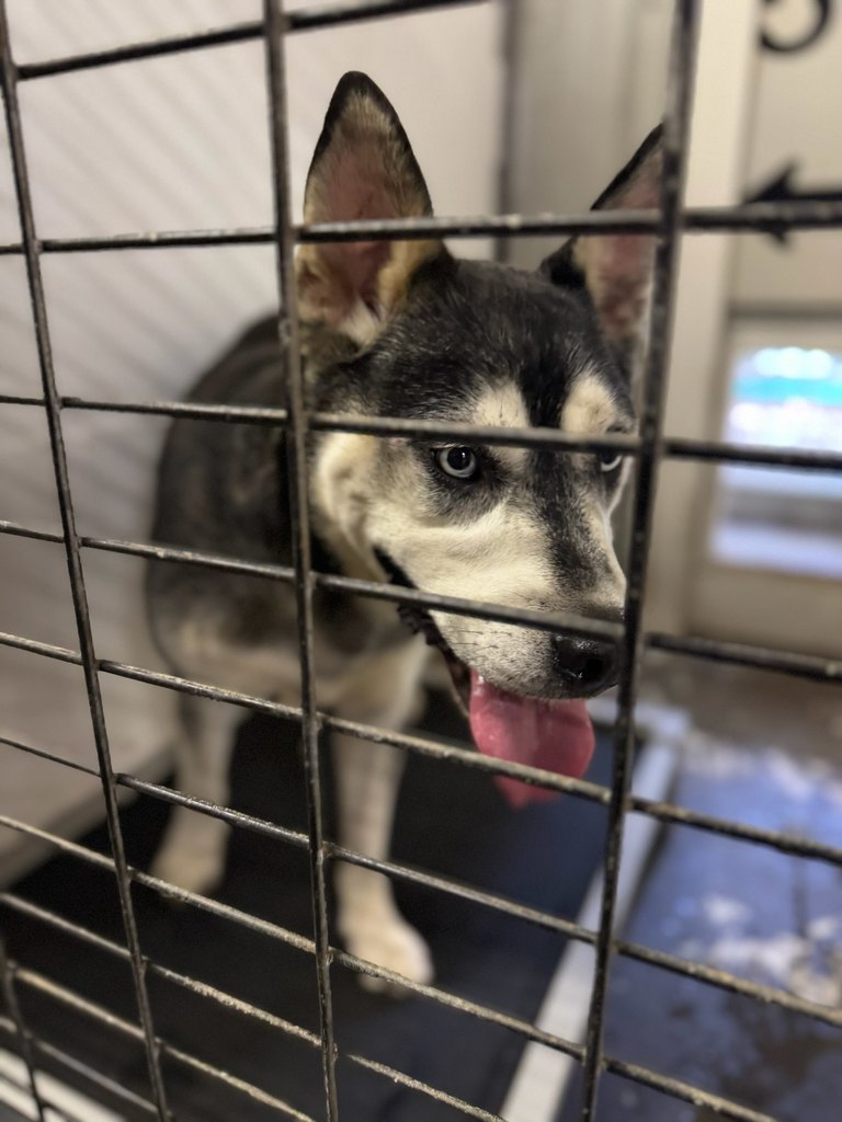 Friendly Male Husky