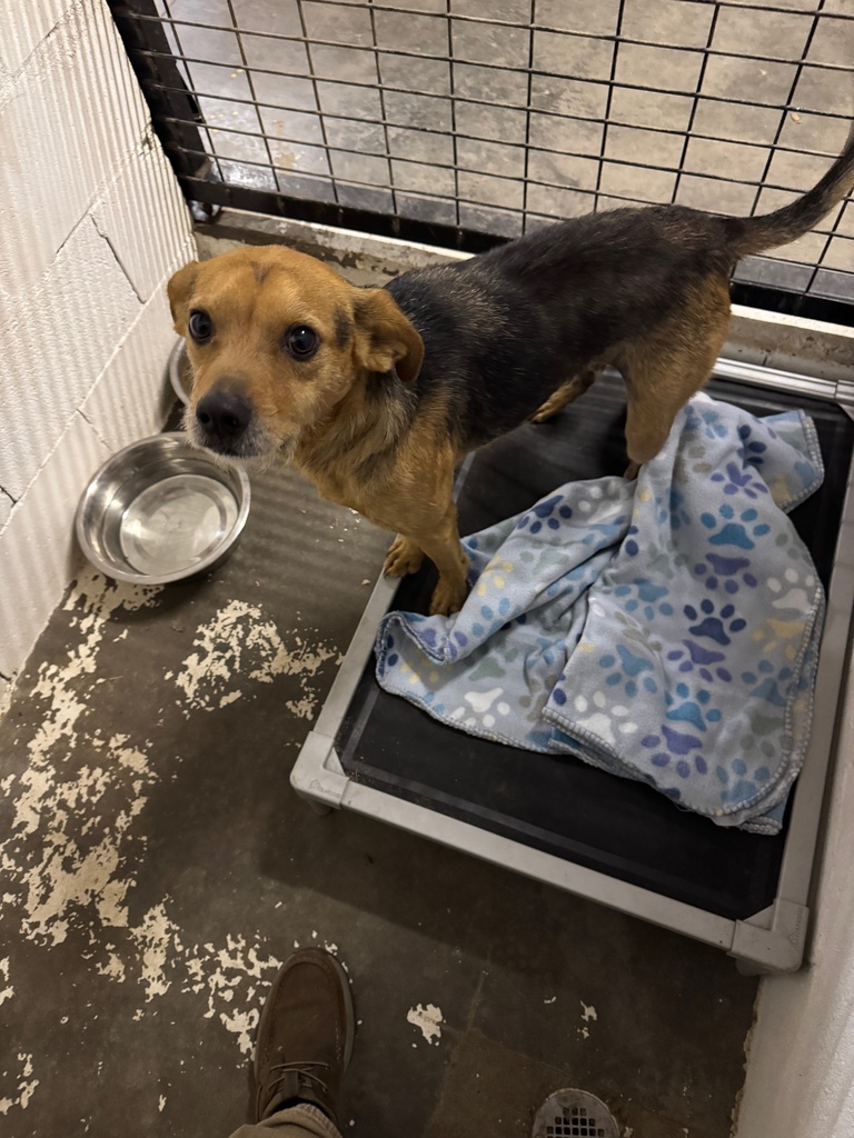 Brown and Black Male Dog. Mixed Breed, Possibly Chihuahua and Dachshund or Terrier