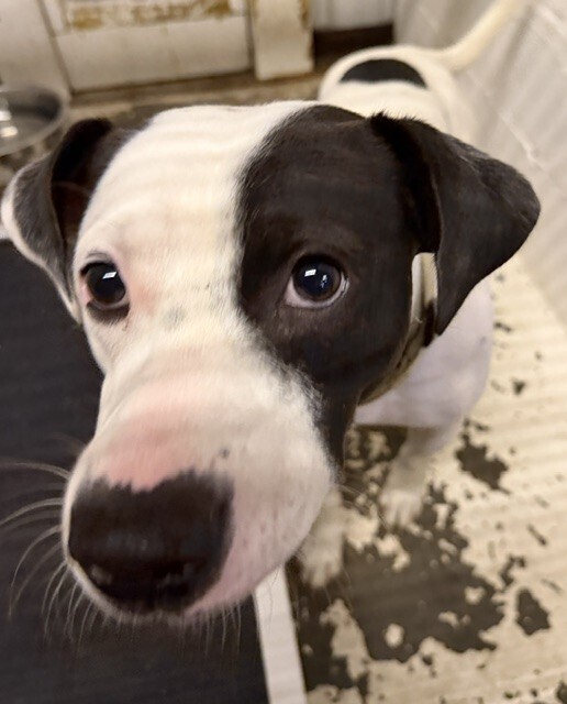 Pup