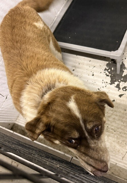 dog2
