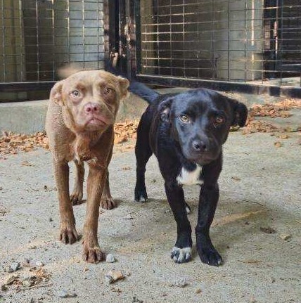 2 puppies