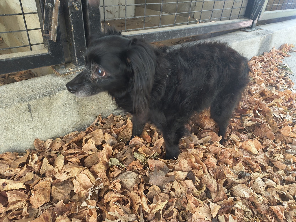 This dog was found at Dollar General in Johnson. 