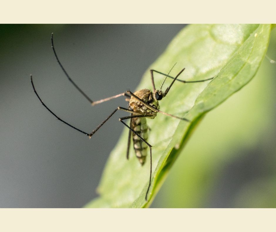 mosquito on a leaf