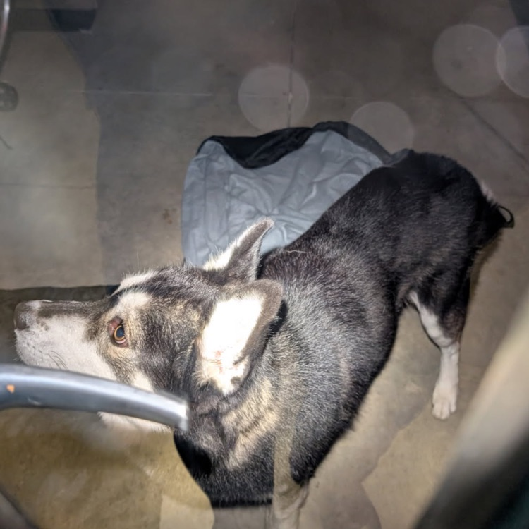 small black and white dog