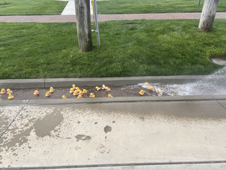 duck race