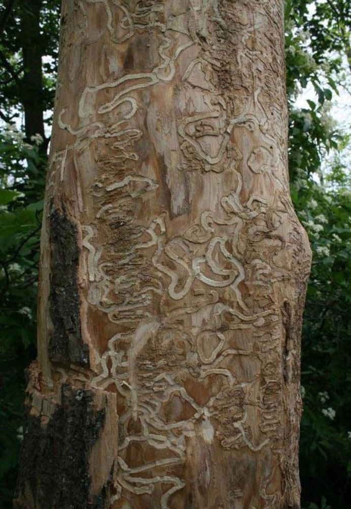 Affects of the invasive species on the Ash trees