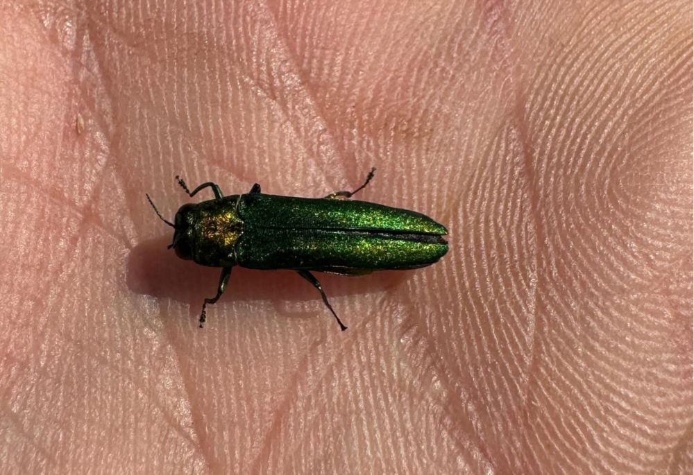 EAB