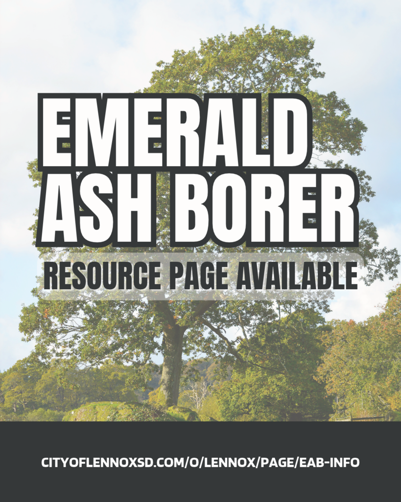 GOOD NEWS LENNOX! There is a new page on our website dedicated to information and resources for Emerald Ash Borer. This is a starting point for any and all EAB questions you might have. https://www.cityoflennoxsd.com/o/lennox/page/eab-info