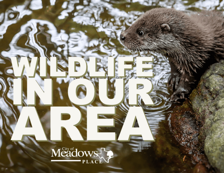 Do you know all the wildlife in our area?