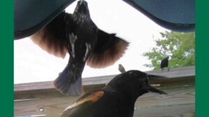 Bird Feeding Frenzy at Meadows Place Discovery and Nature Center