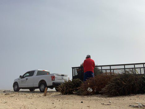 Meadows Place Christmas Trees help rebuild Storm Ravaged Dunes