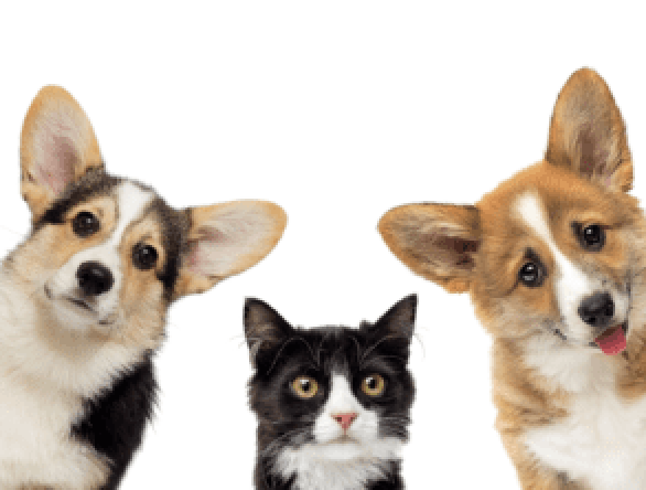 FREE Pet Microchip and Vaccine Clinic – 𝐀𝐃𝐃𝐑𝐄𝐒𝐒 𝐂𝐇𝐀𝐍𝐆𝐄𝐃 𝐓𝐎 𝐂𝐈𝐓𝐘 𝐇𝐀𝐋𝐋 –