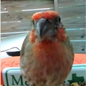 Another Visit from our Feathered Friends