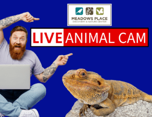 Live Nature Center Animal Camera