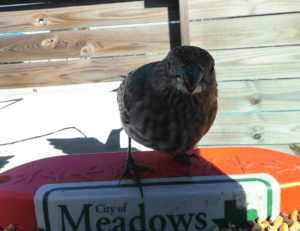 First Visitor to Our Bird Feeder at the Discovery and Nature Center