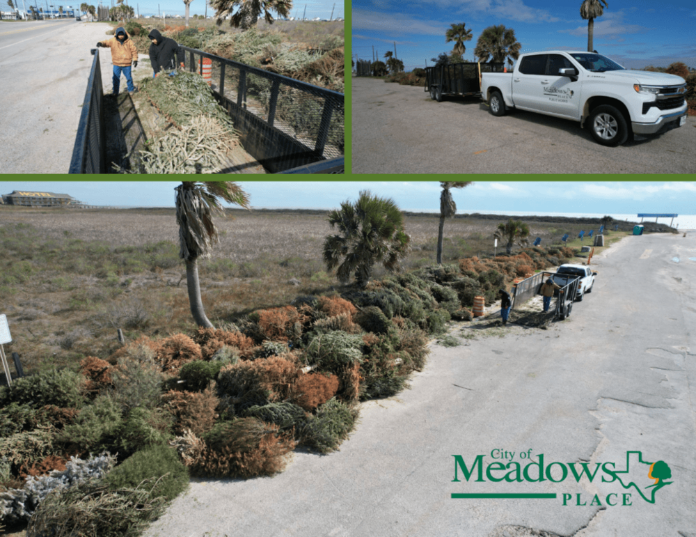 Recycled Christmas Trees Make it to Surfside