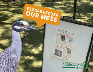 Yellow-Crowned Night-Herons at Playground