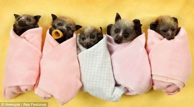 Meadows Place Nature Center-BATS