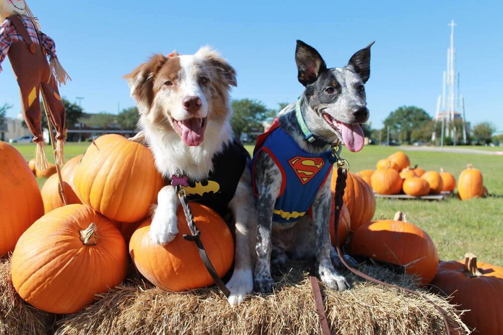 Meadows Place Pumpkin Patch supporting YAC is Huge Success