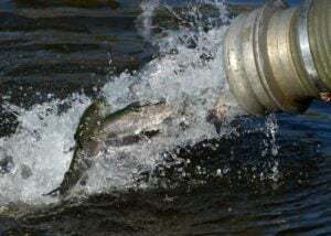 trouts