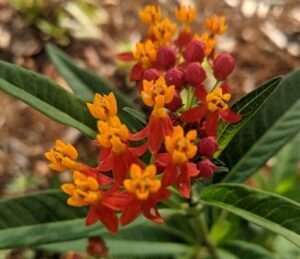 Milkweed for Monarch Butterflies