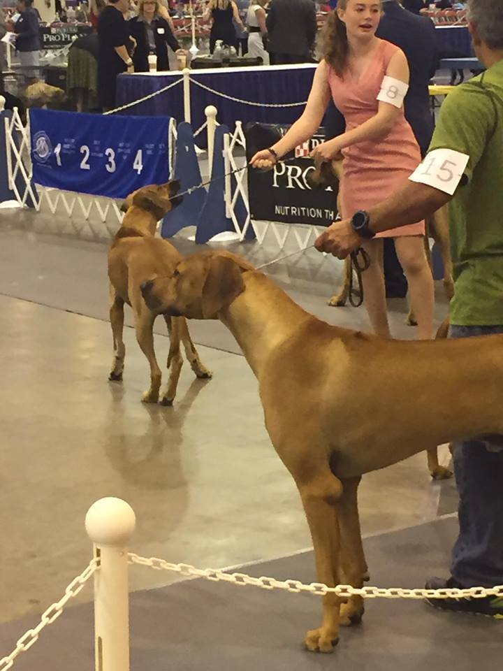 Meadows Place YAC goes to the Dogs