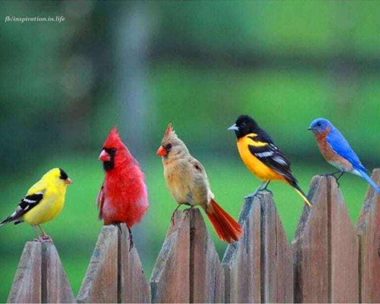 birds