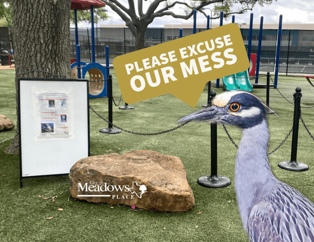 Yellow-crowned Night-Heron Returns to Meadows Place