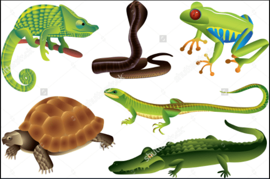 Reptiles Gone Rampant