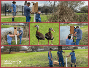 New Duck Nesting Boxes Added to Lake Shoreline