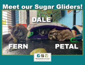 Meet our New Sugar Gliders